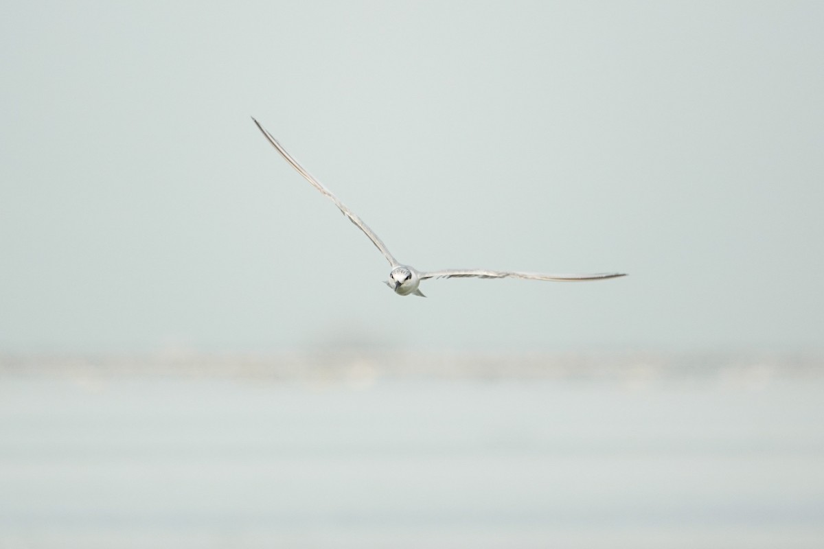 Whiskered Tern - ML645929095