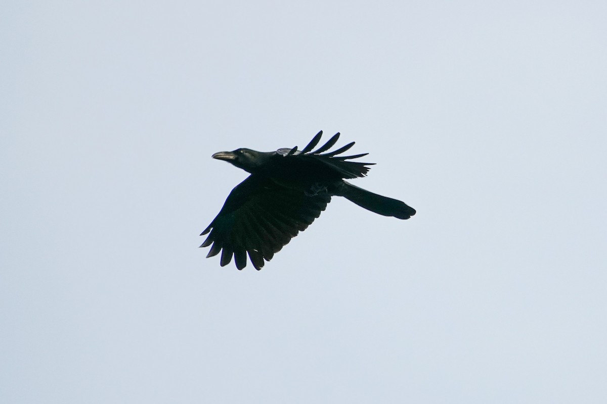 Philippine Jungle Crow - ML645929096