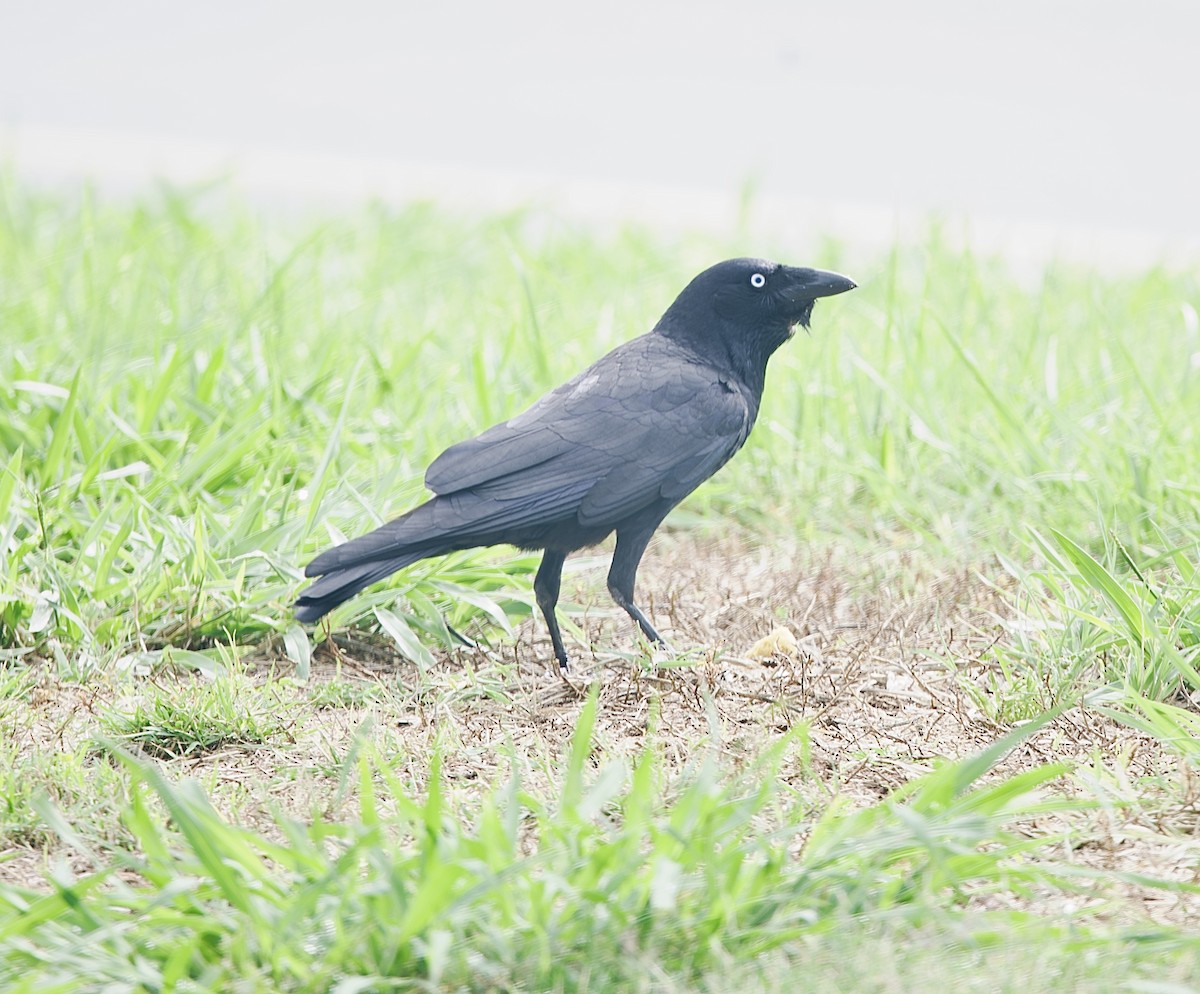 Torresian Crow - ML645929100