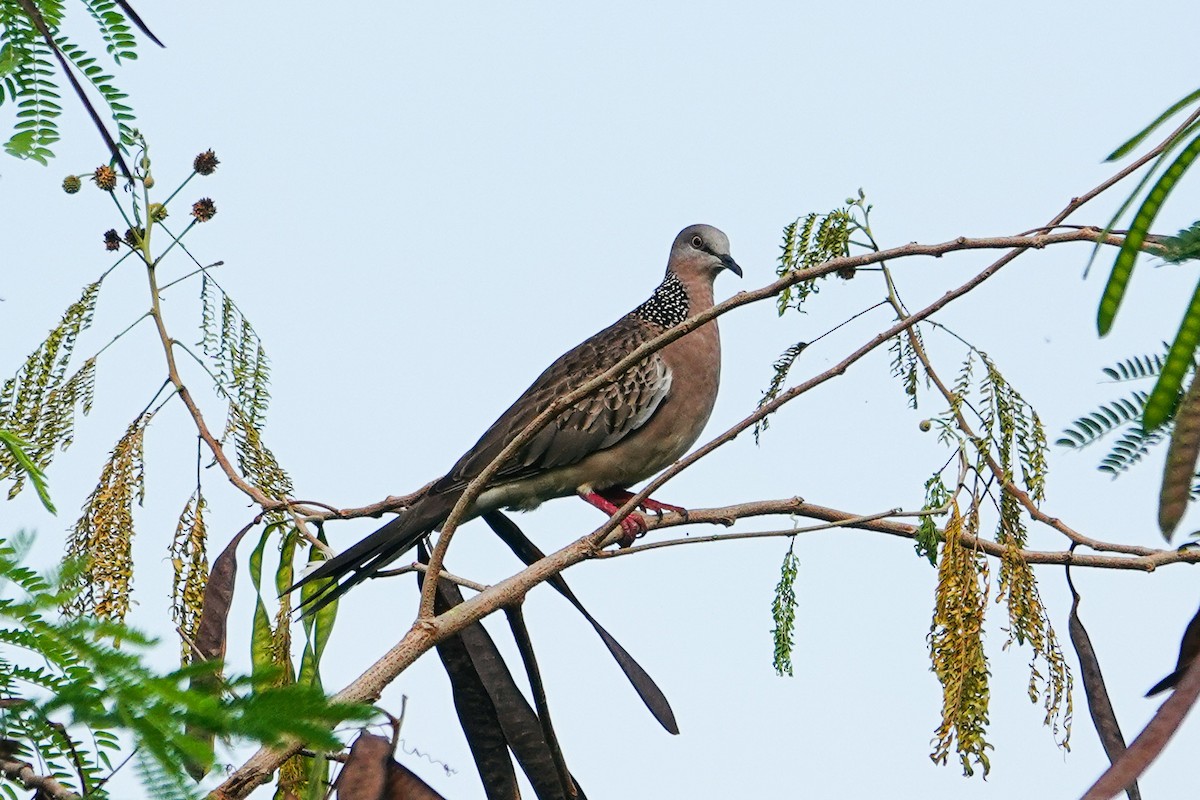 Spotted Dove - ML645929104