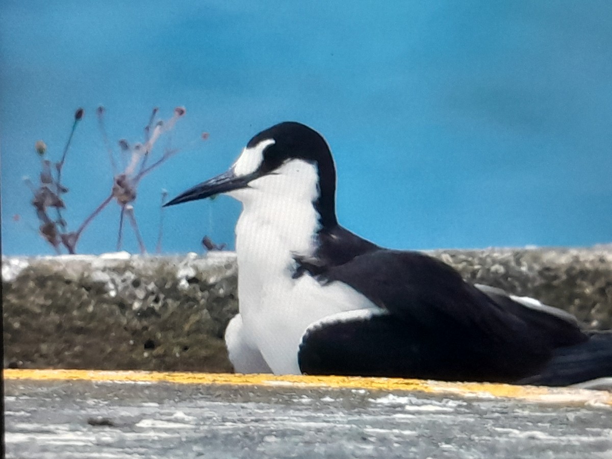 Sooty Tern - ML645929107