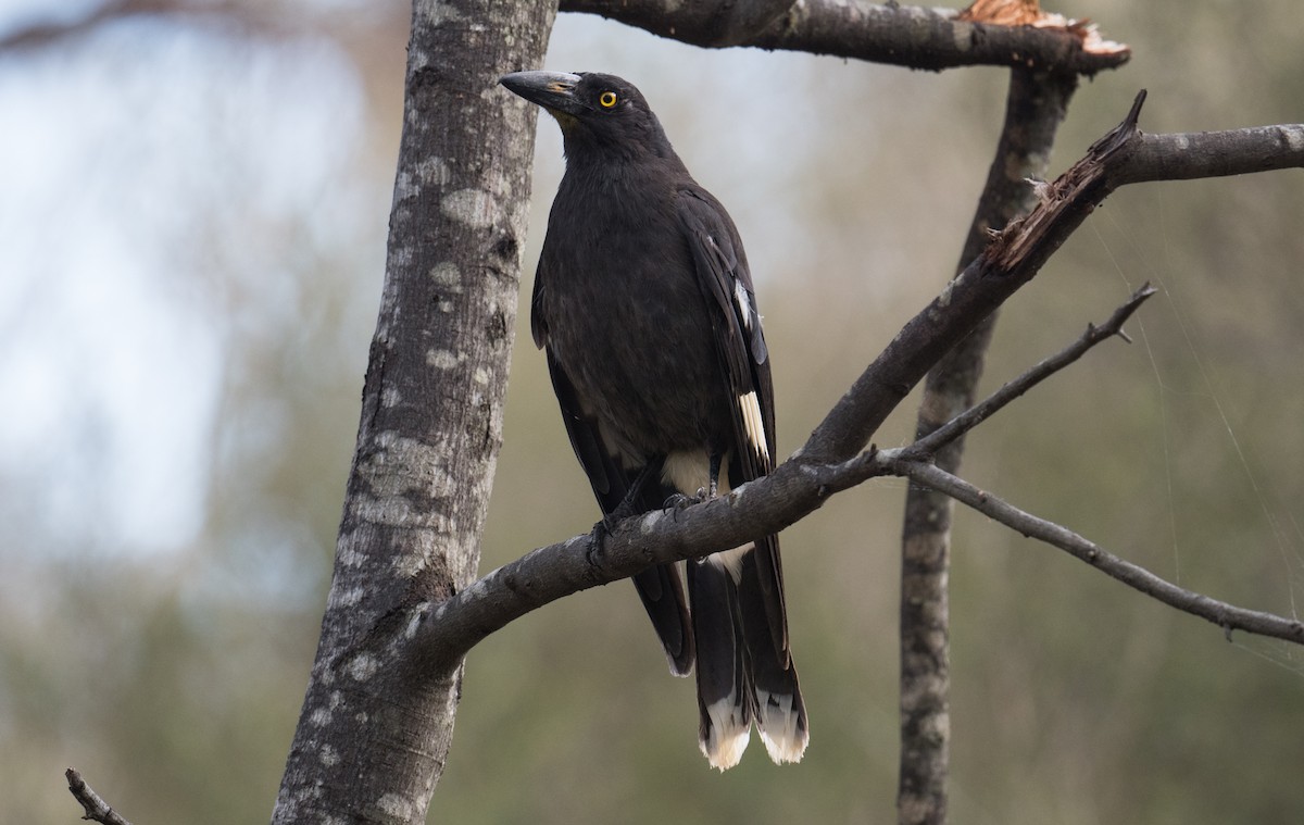 Pied Currawong - ML645929108