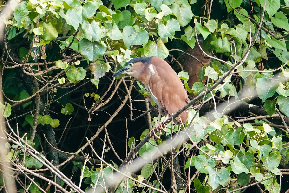 Nankeen Night Heron - ML645929109