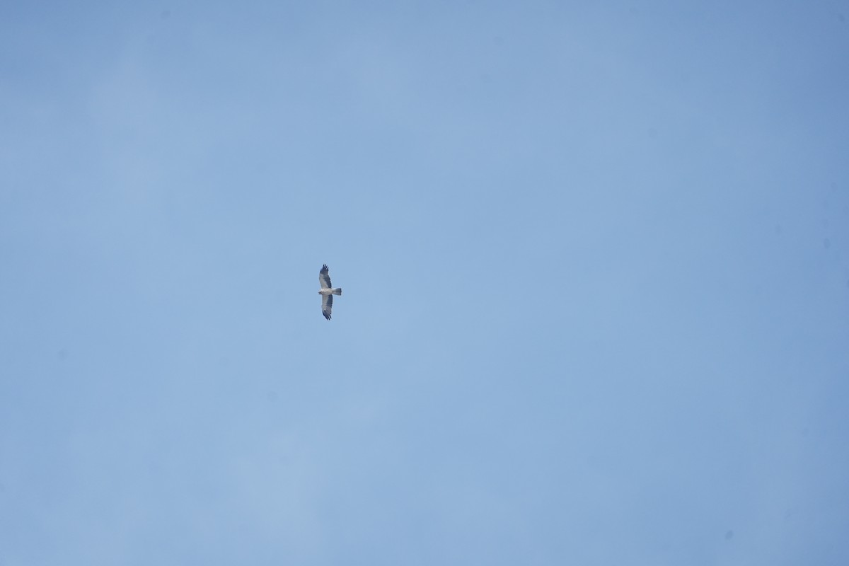 Booted Eagle - ML645929110