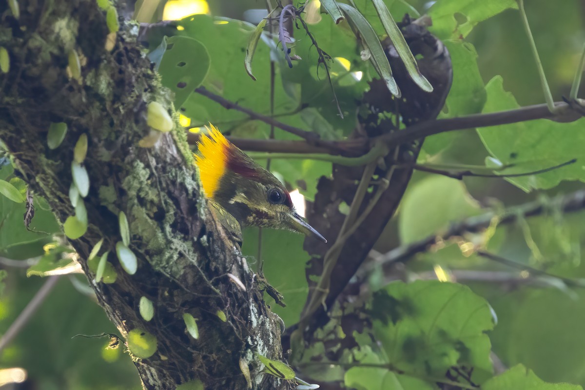 Lesser Yellownape - ML645929111