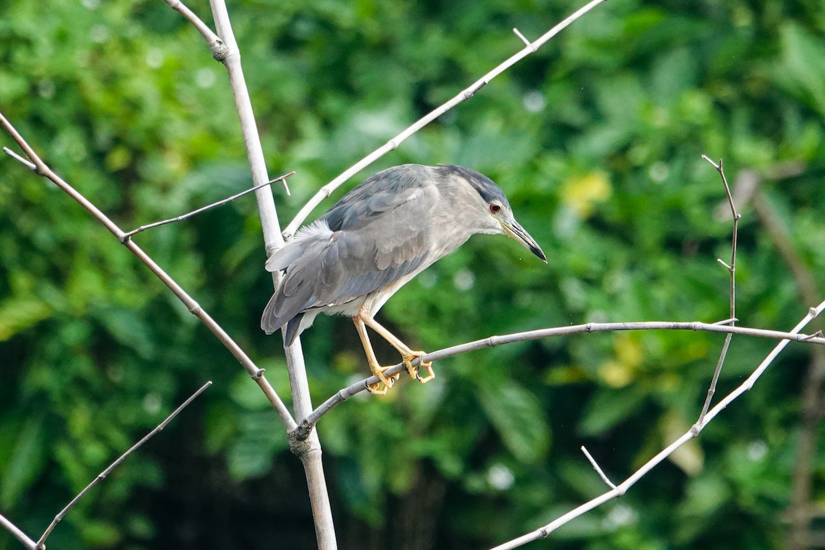 Black-crowned Night Heron - ML645929112