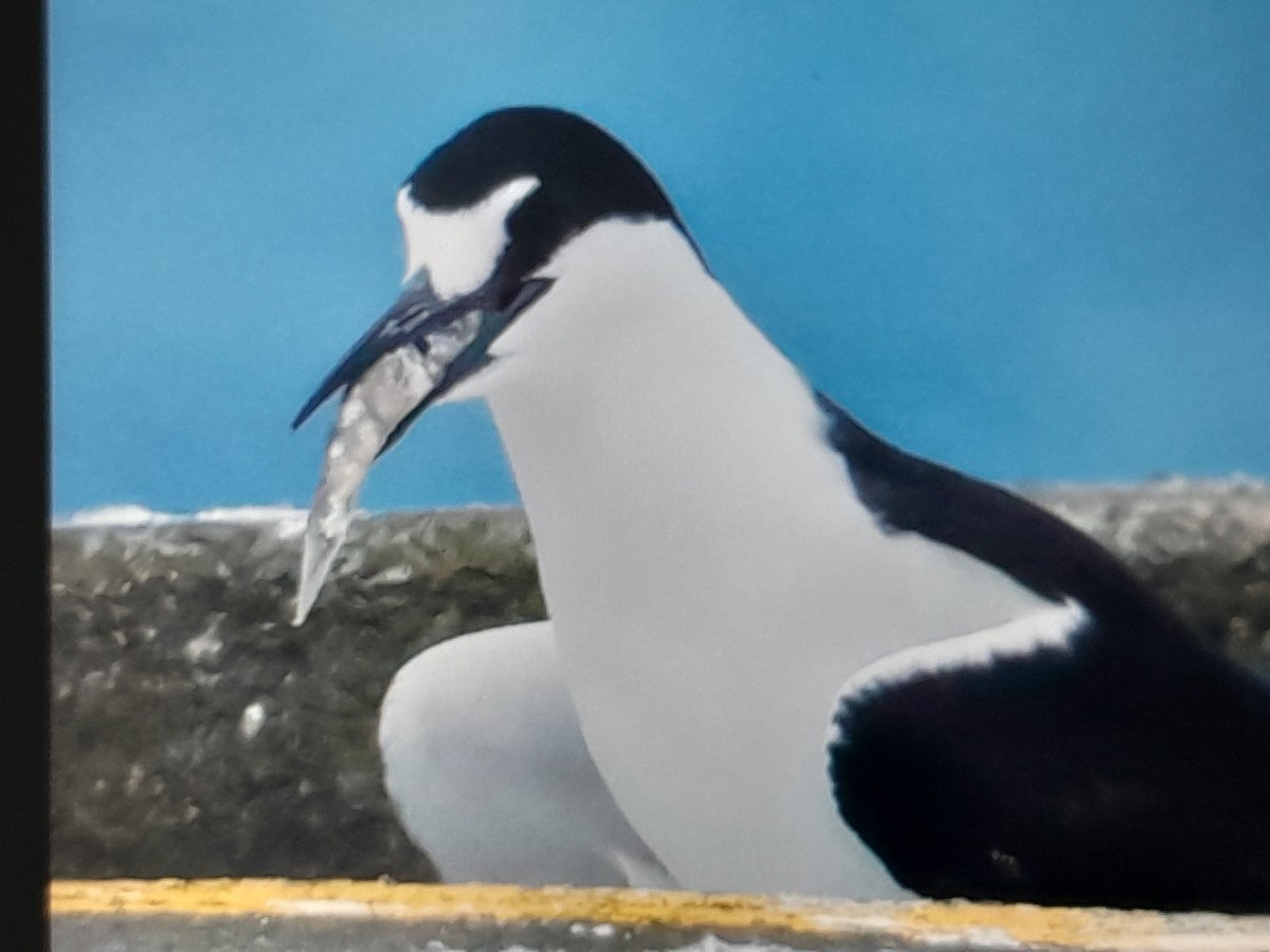 Sooty Tern - ML645929113