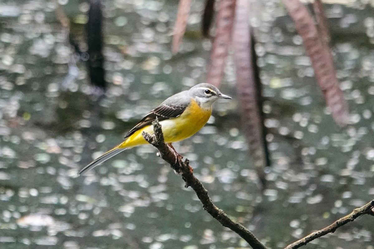 Gray Wagtail - ML645929118