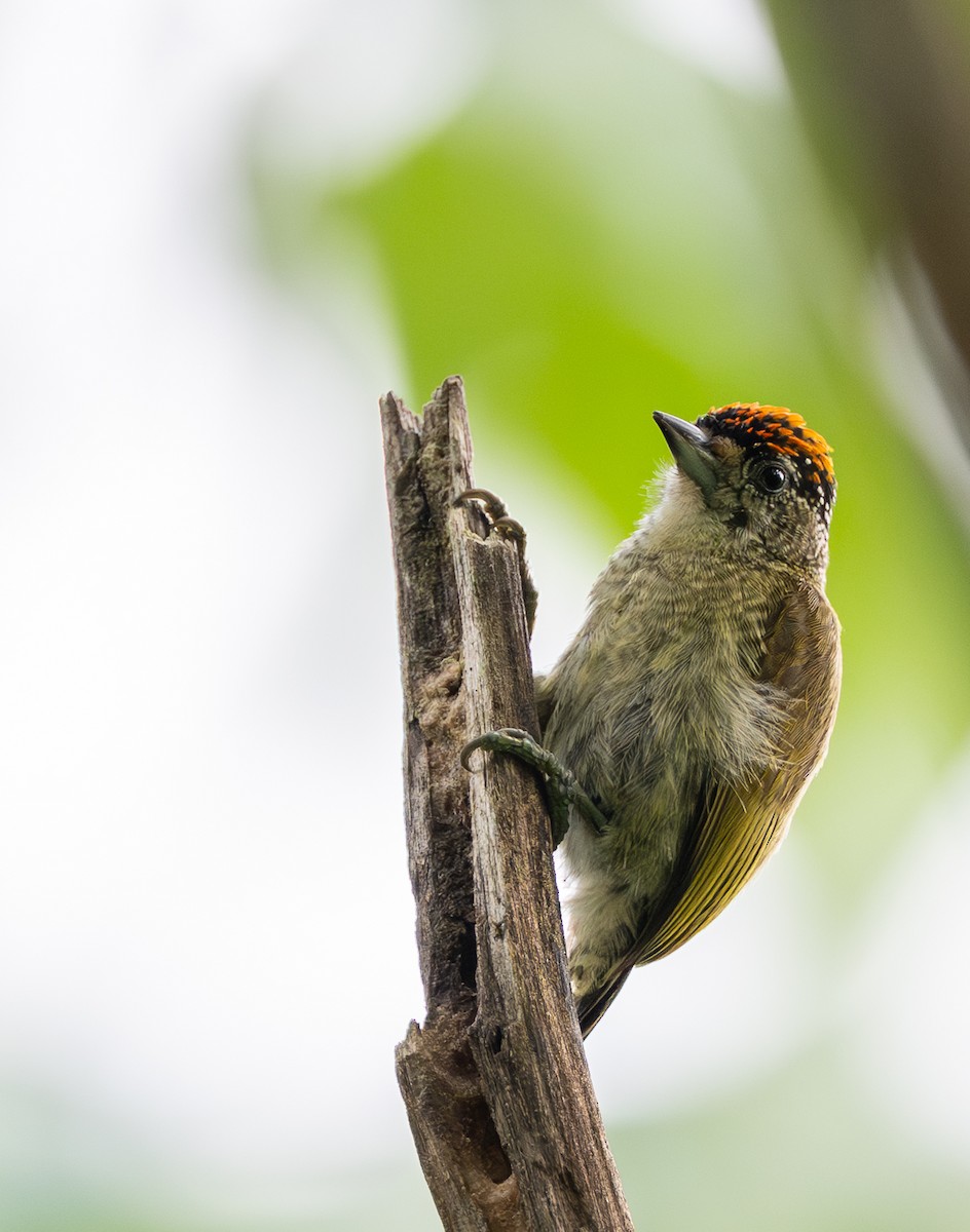 Picumne de Cuzco - ML645929119