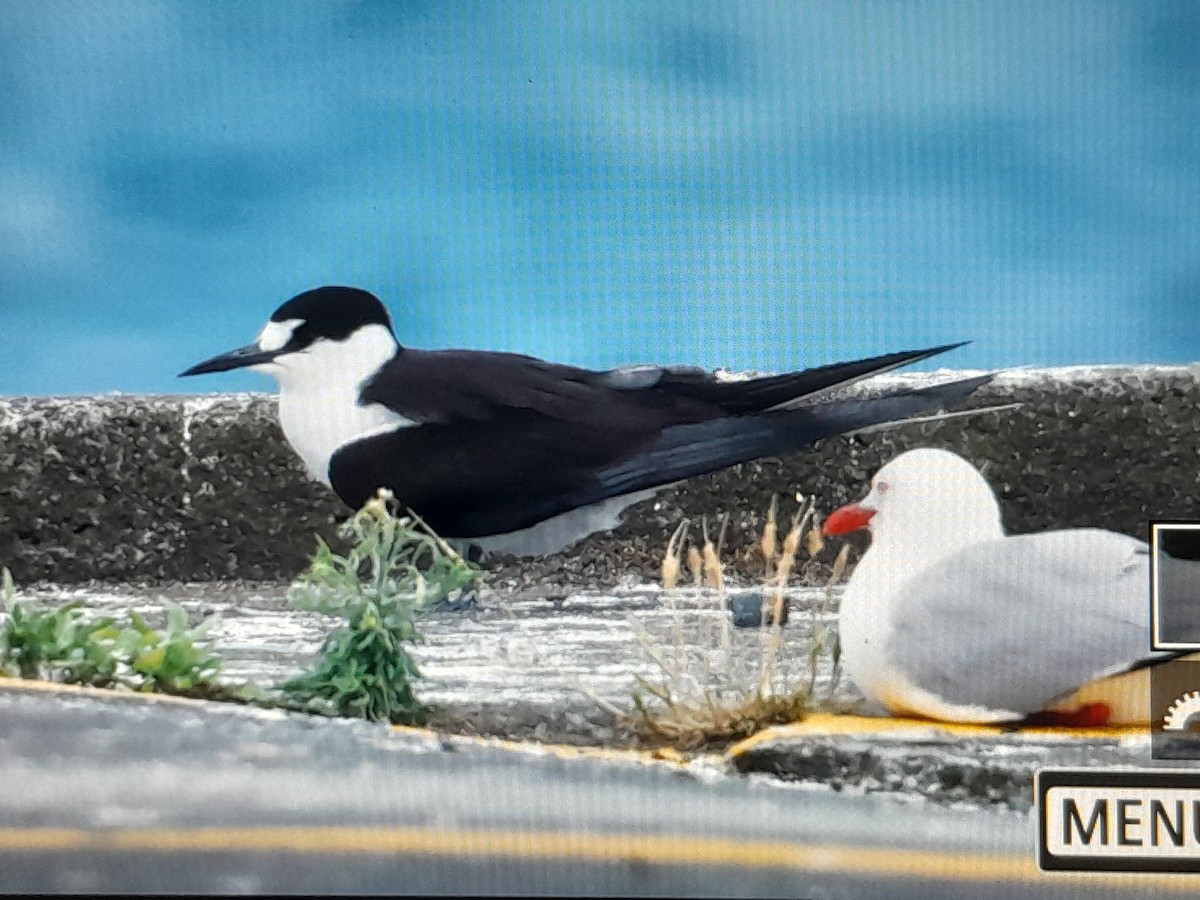 Sooty Tern - ML645929120