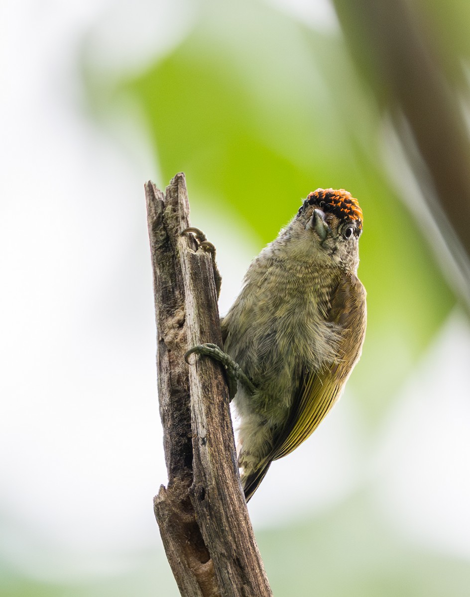 Picumne de Cuzco - ML645929121