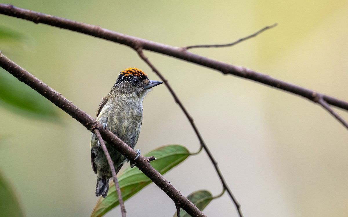 Picumne de Cuzco - ML645929122