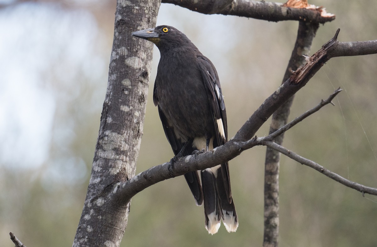 Pied Currawong - ML645929124