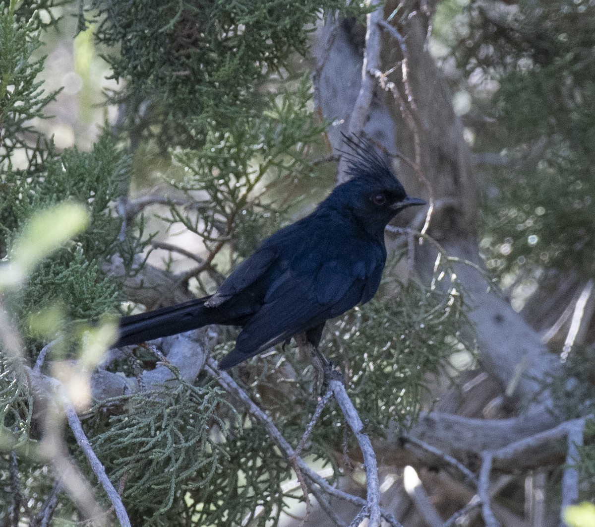 Phainopepla - ML645929125