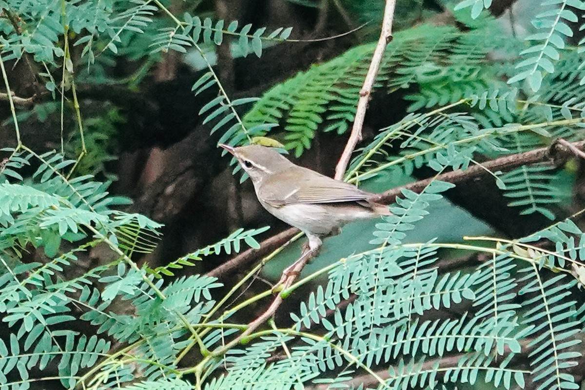 Arctic Warbler - ML645929126