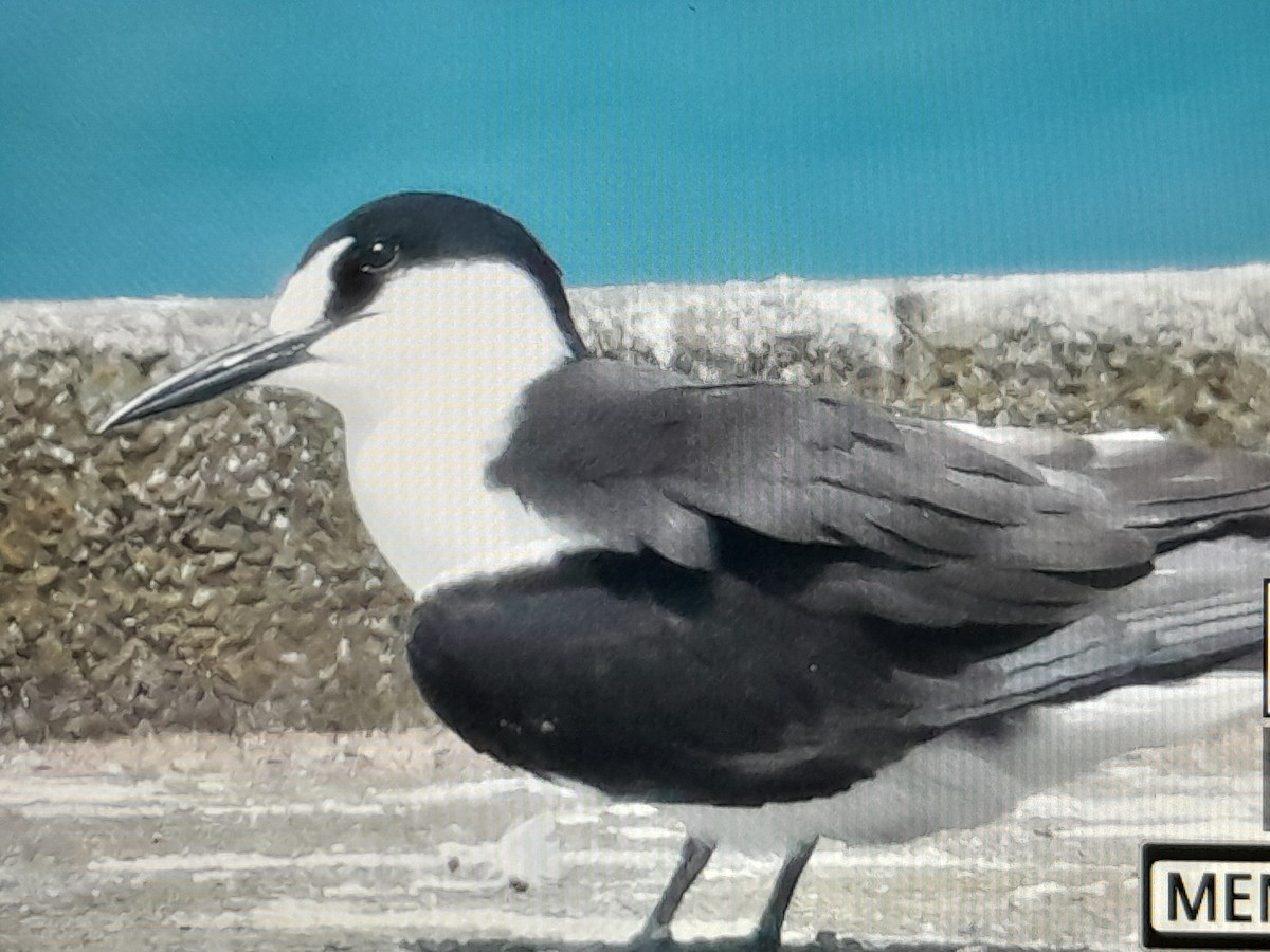 Sooty Tern - ML645929127