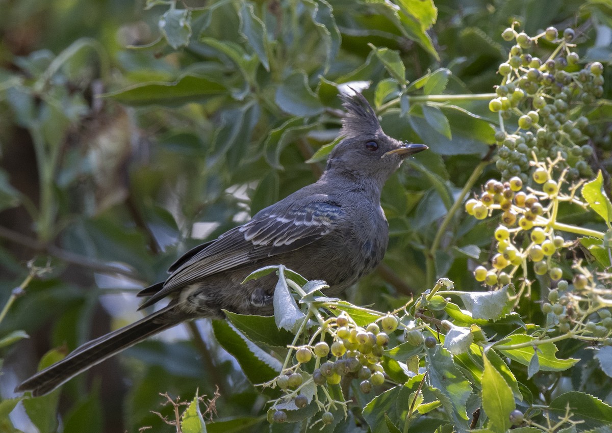 Phainopepla - ML645929128