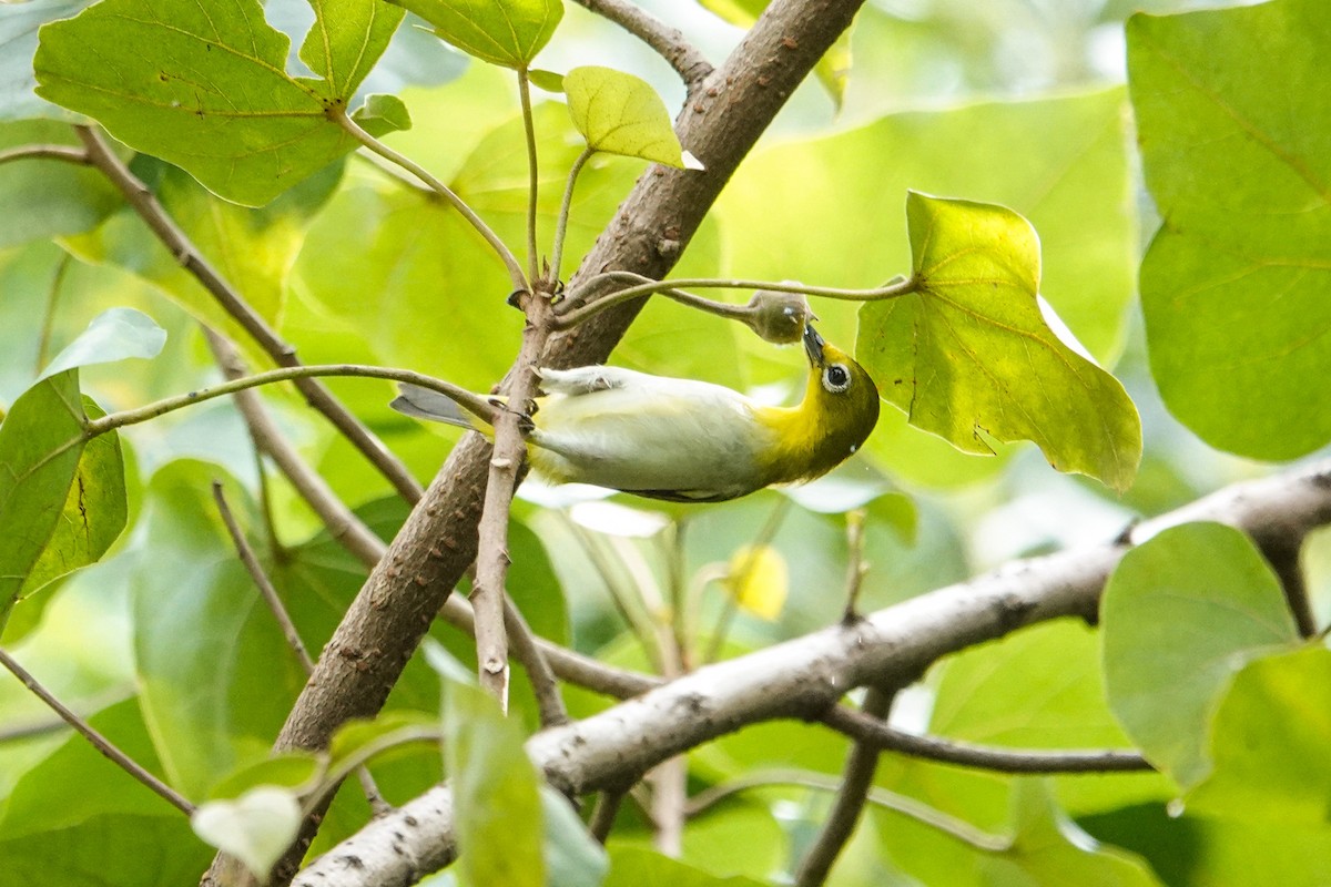 Lowland White-eye - ML645929129