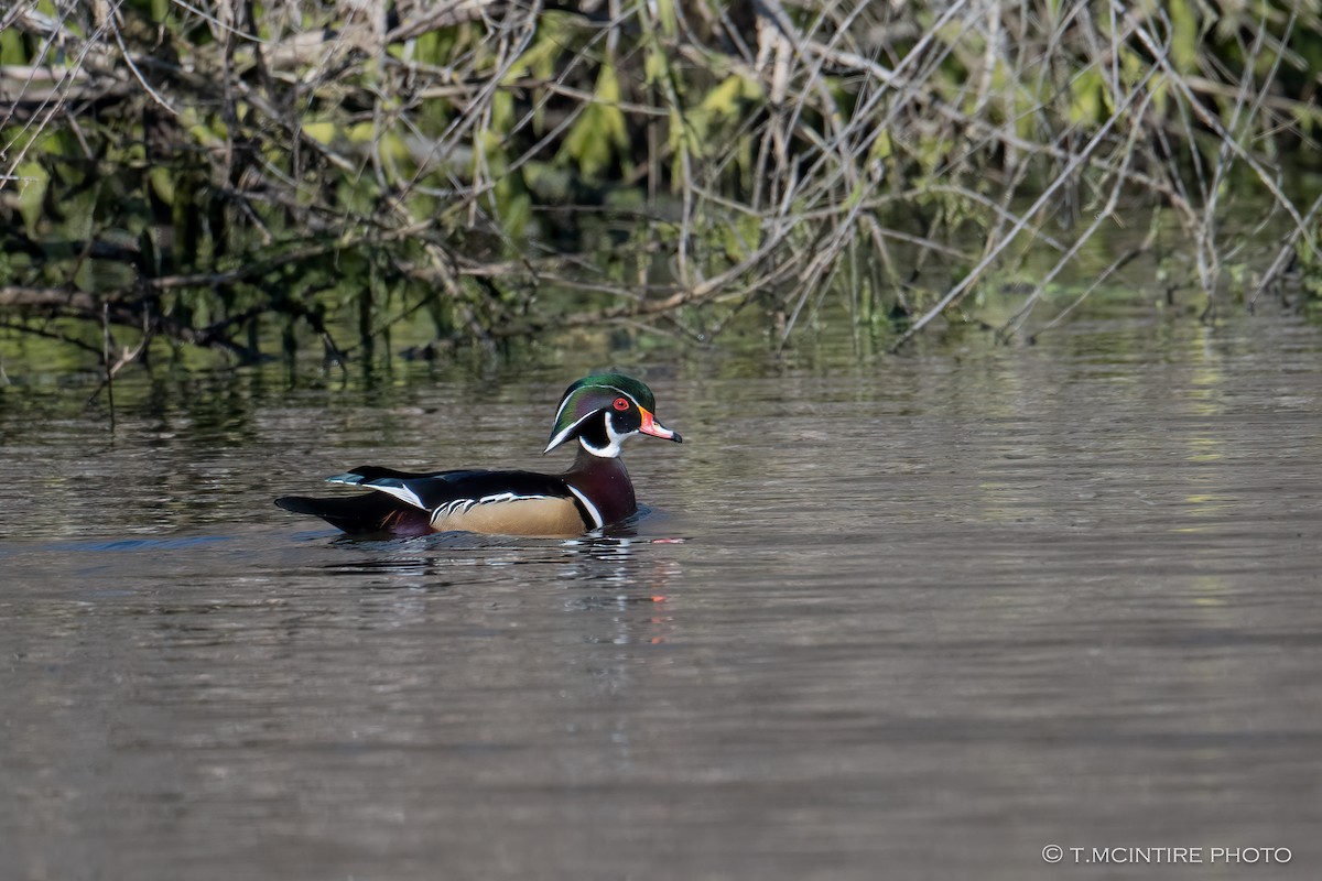 Wood Duck - ML645929131
