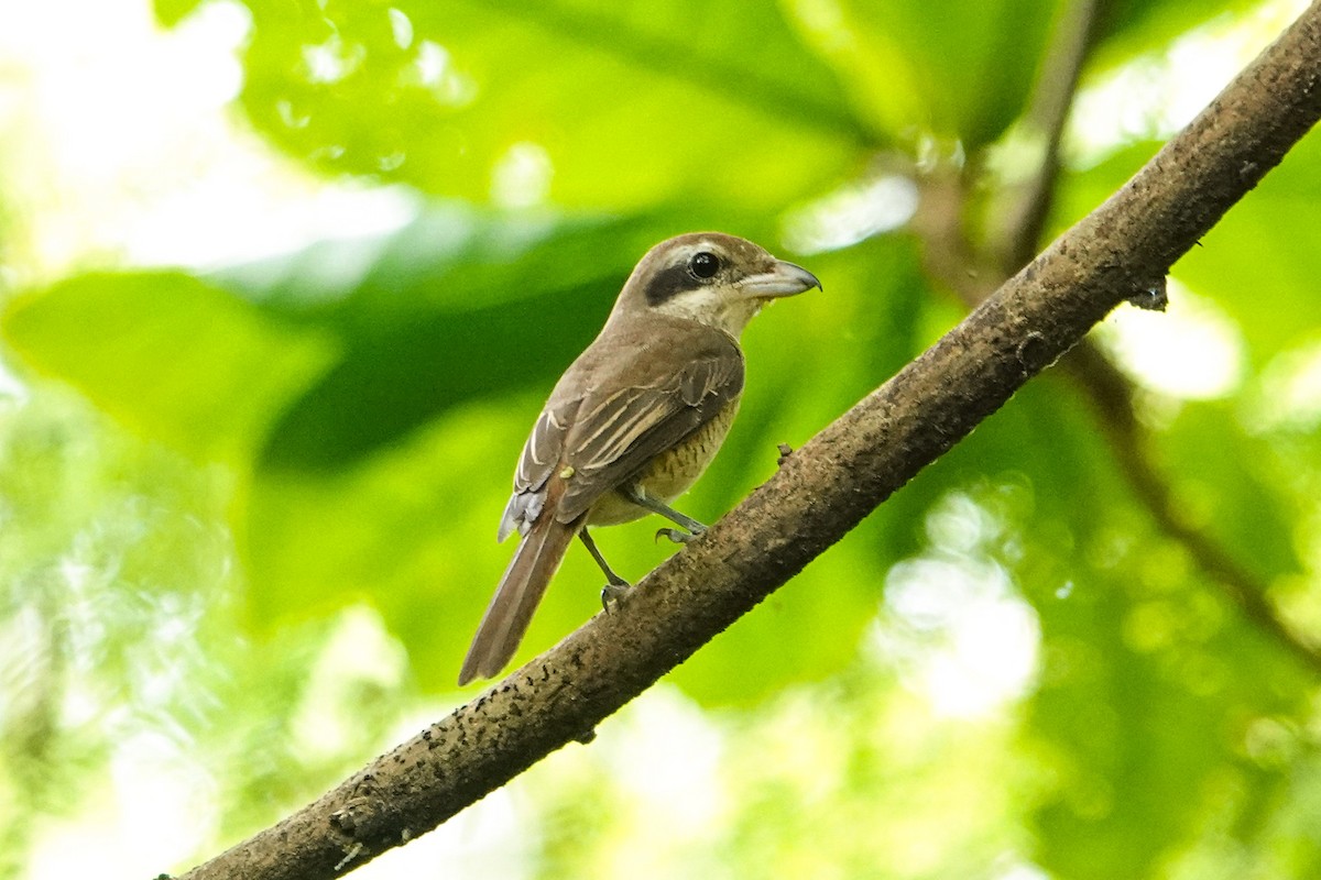 Brown Shrike - ML645929134