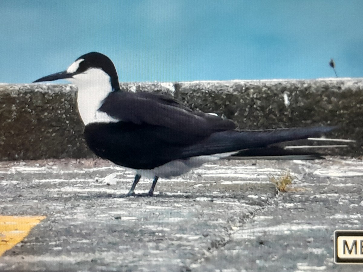 Sooty Tern - ML645929135