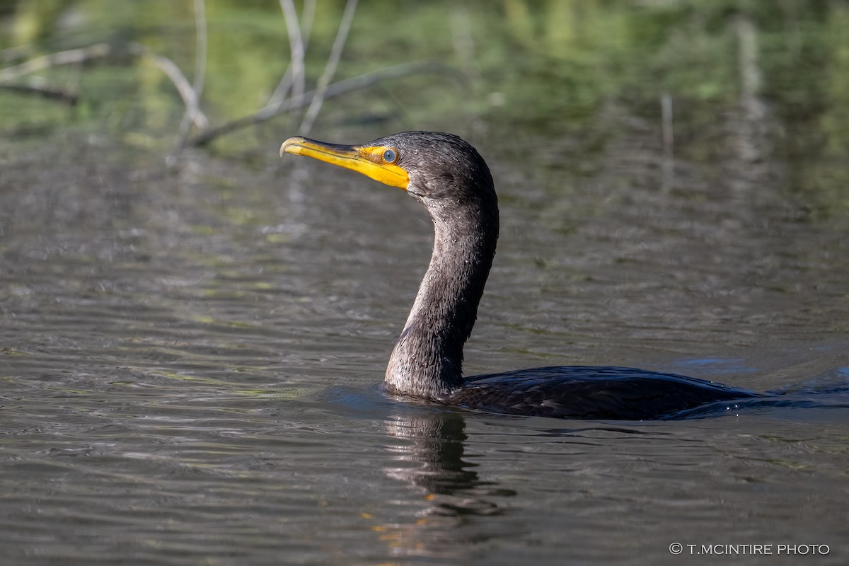Double-crested Cormorant - ML645929137
