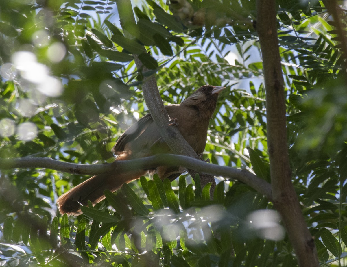 Abert's Towhee - ML645929138