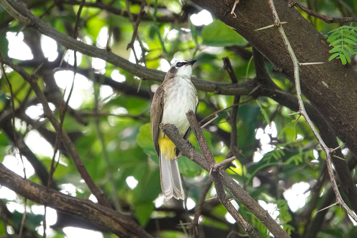 Yellow-vented Bulbul - ML645929139