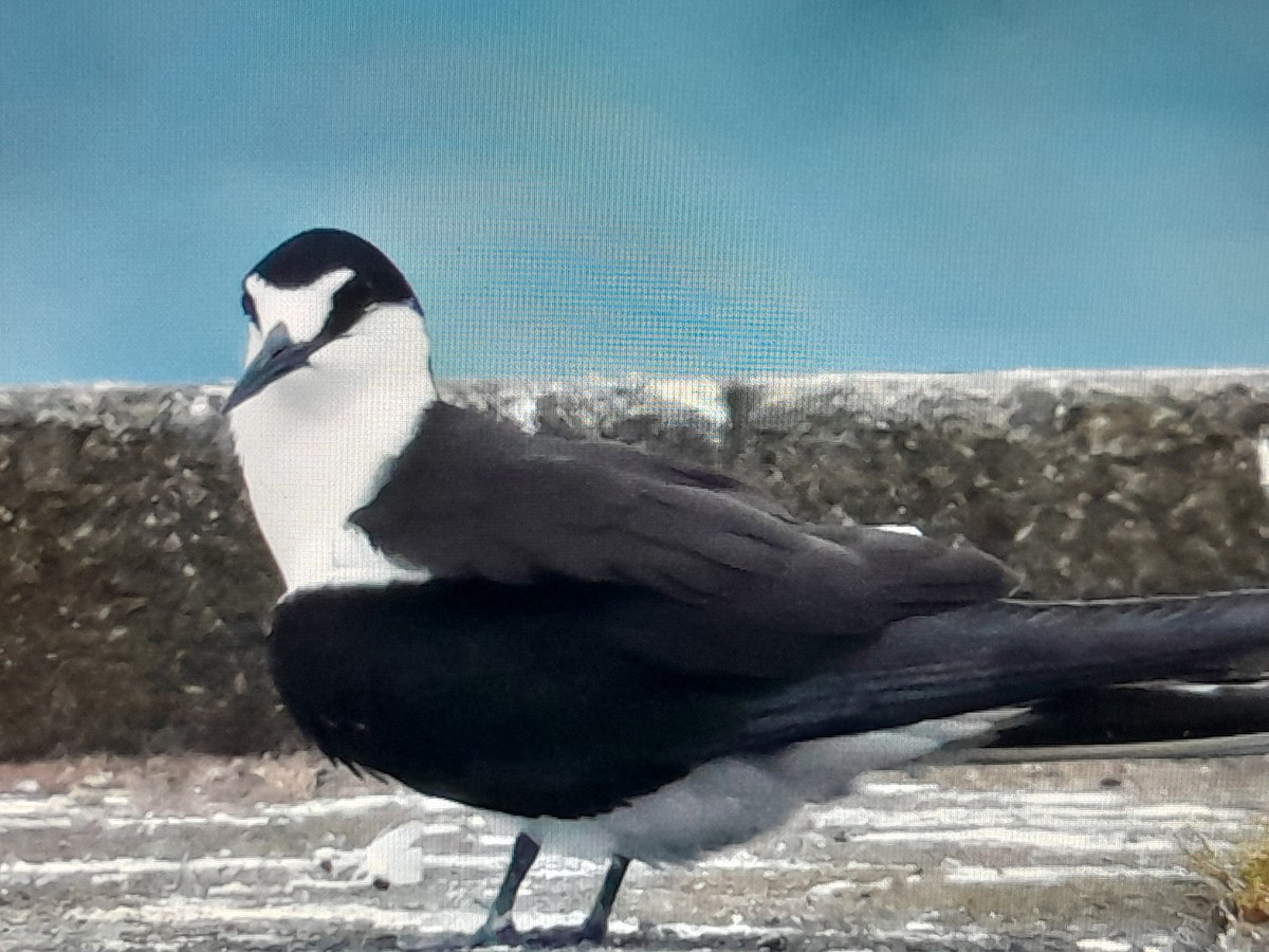 Sooty Tern - ML645929143