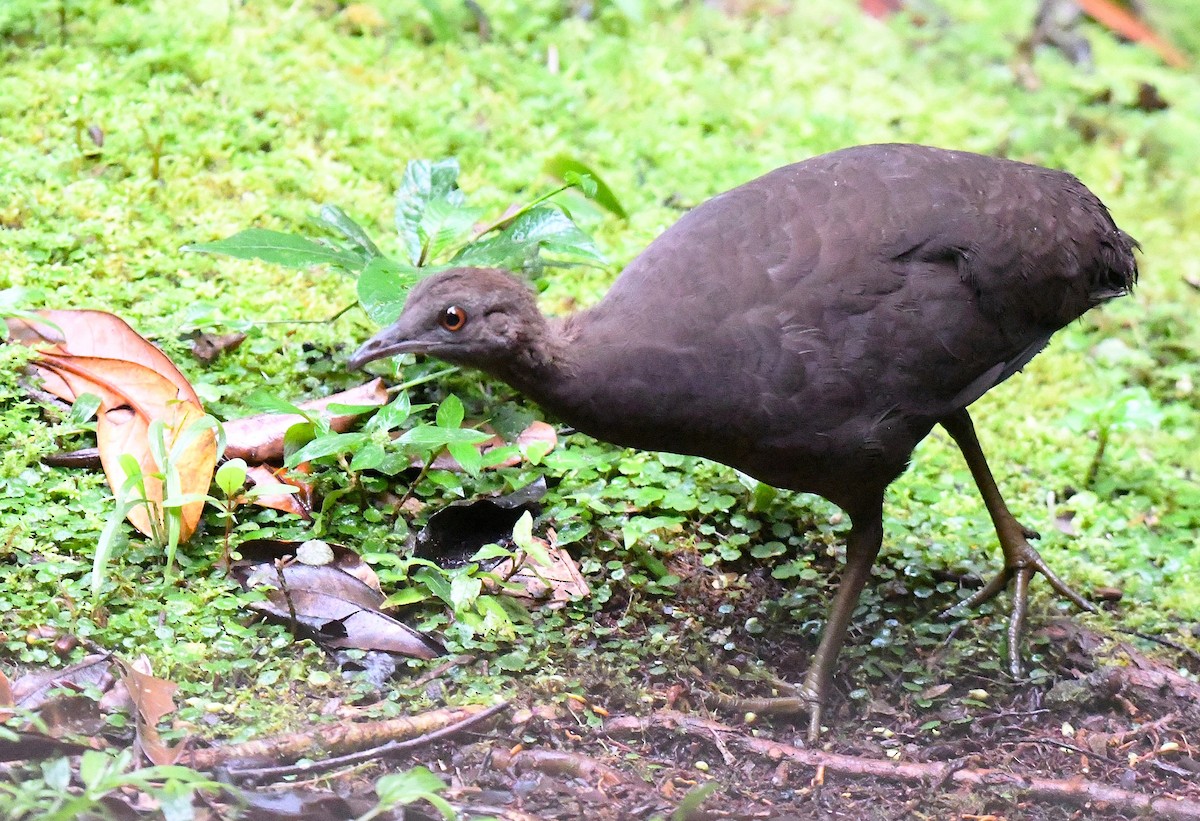 Karaca Tinamu - ML645929144