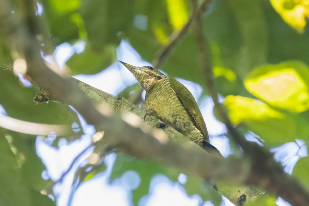 Lesser Yellownape - ML645929153