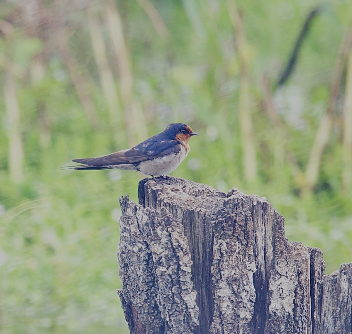 Welcome Swallow - ML645929156