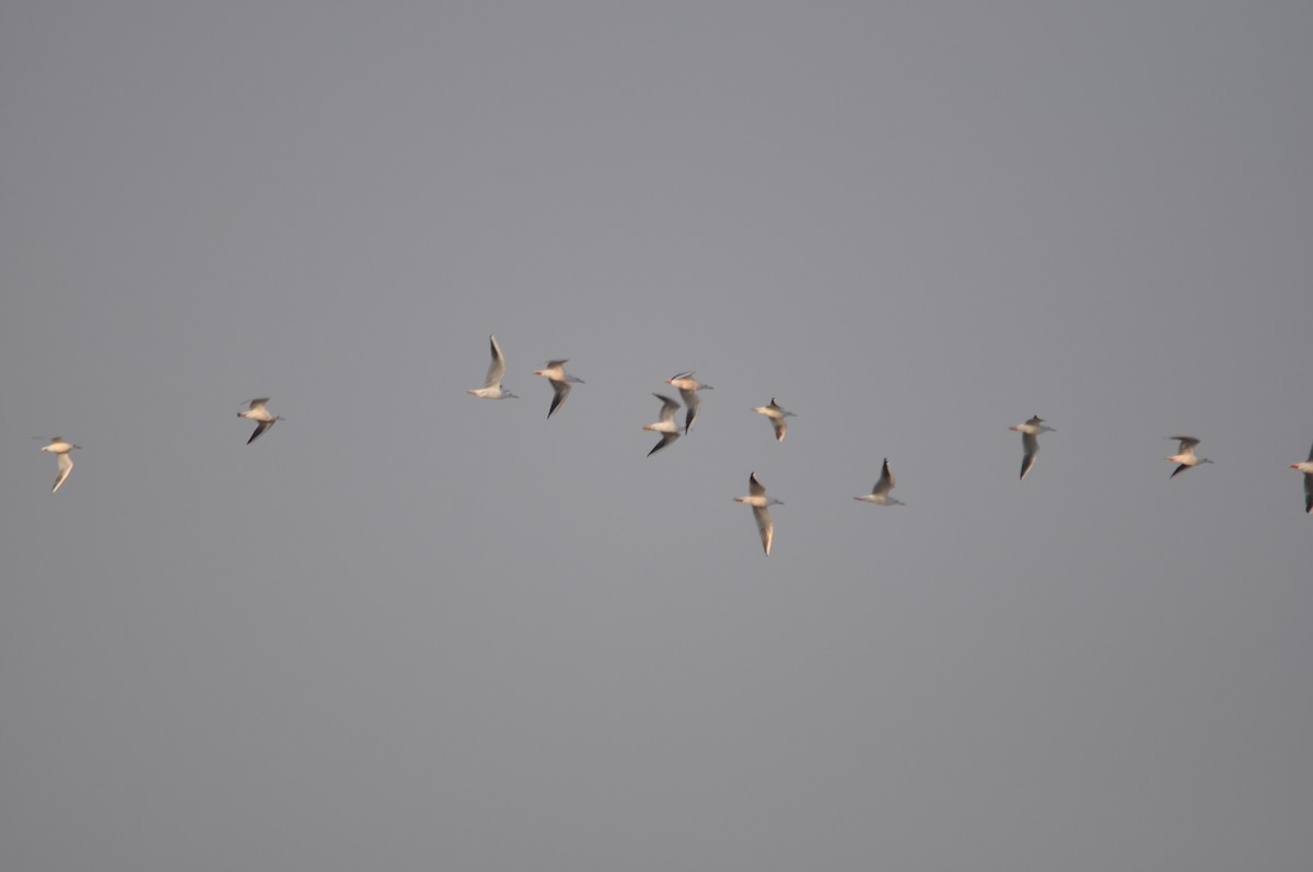 Slender-billed Gull - ML645929157