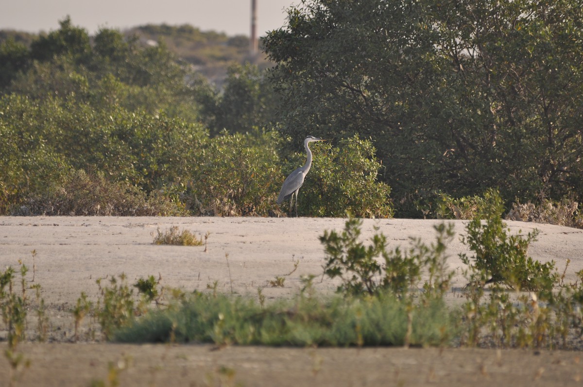 Gray Heron - ML645929162