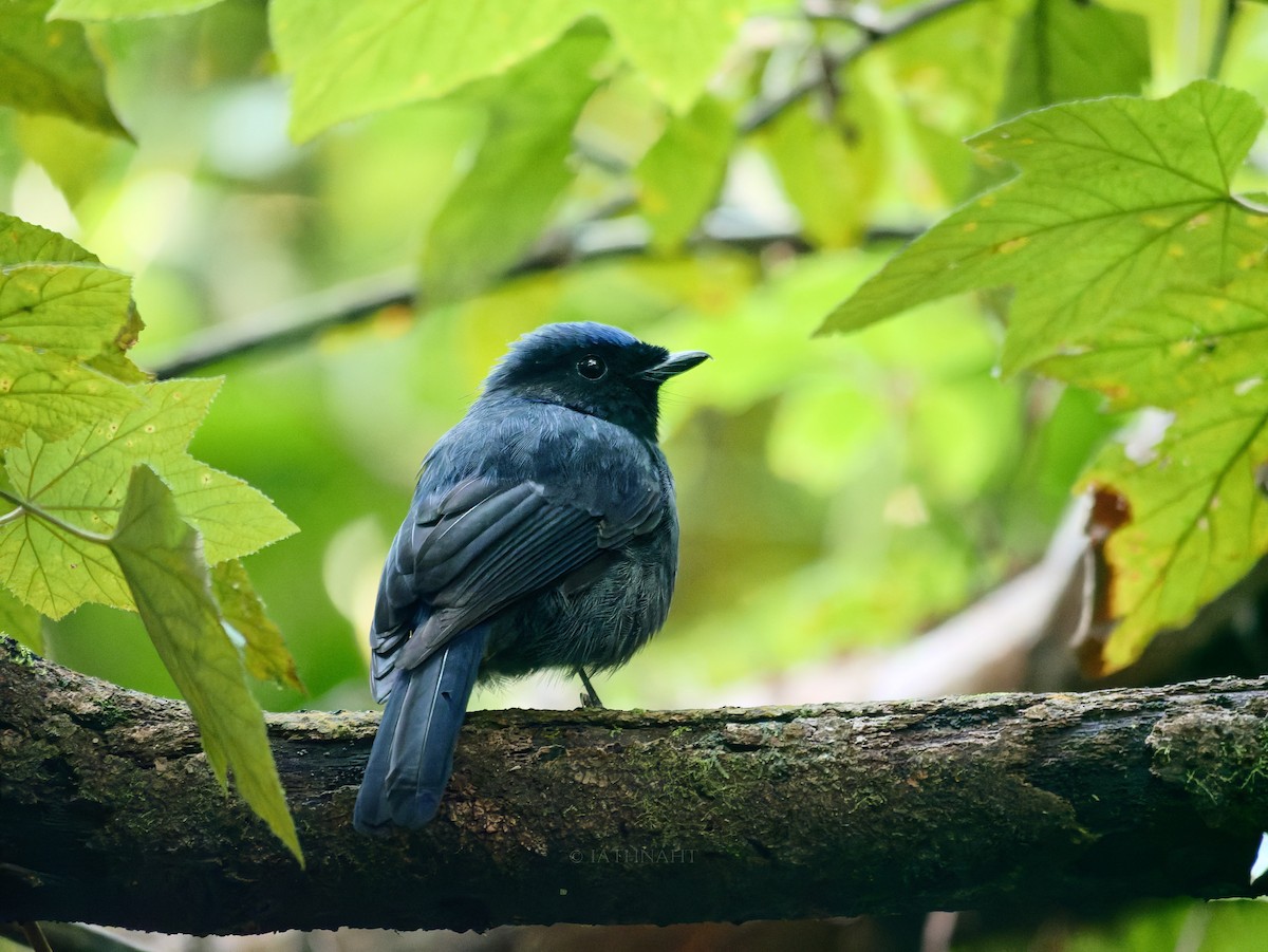 Large Niltava - ML645929175