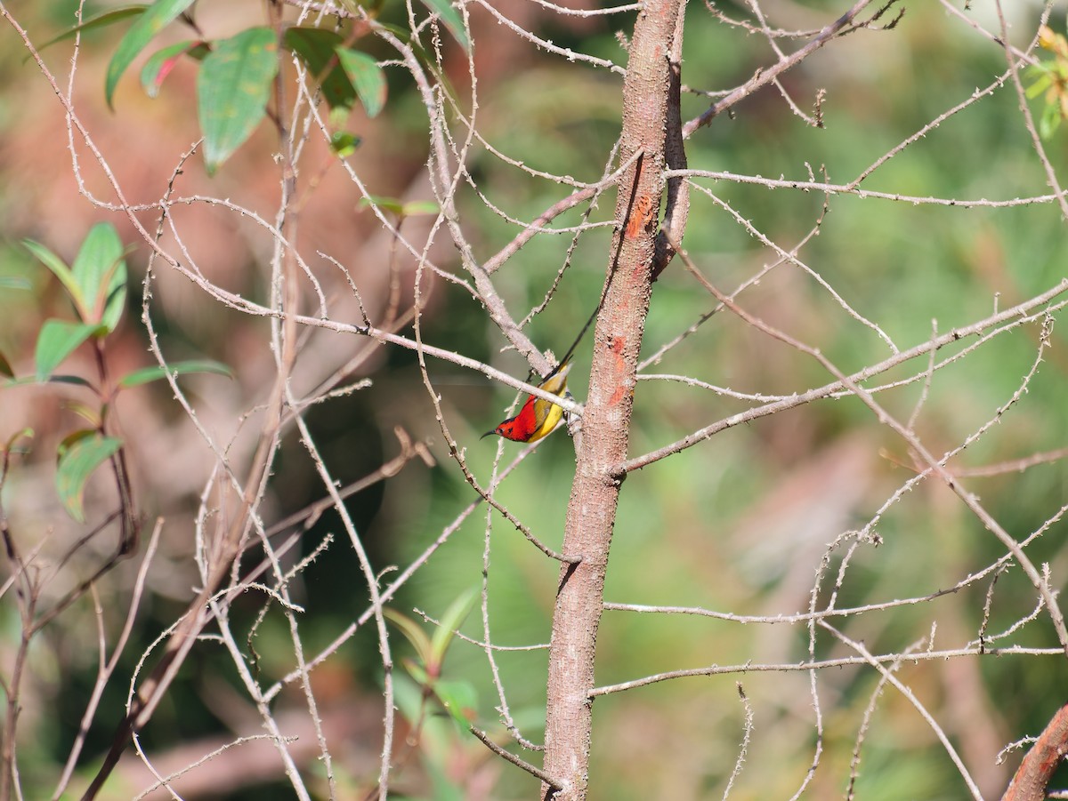 Mrs. Gould's Sunbird - ML645929179