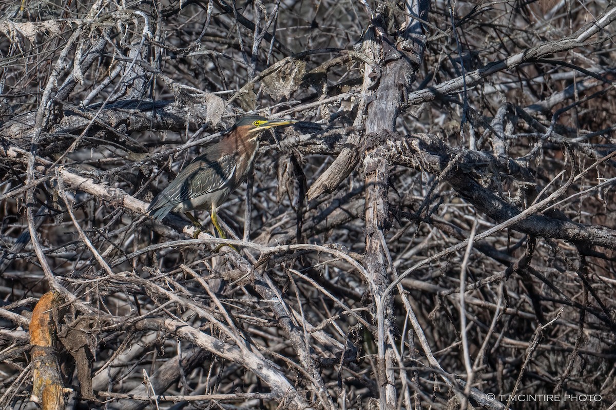 Green Heron - ML645929182