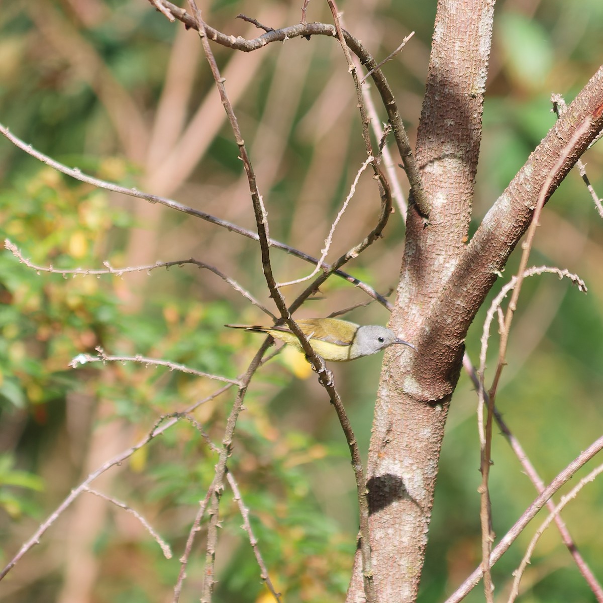 Mrs. Gould's Sunbird - ML645929184