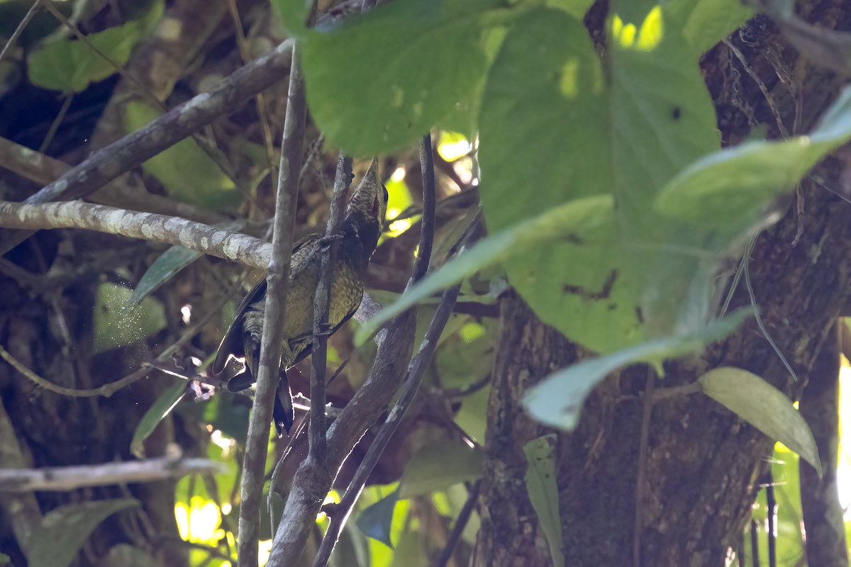 Lesser Yellownape - ML645929188