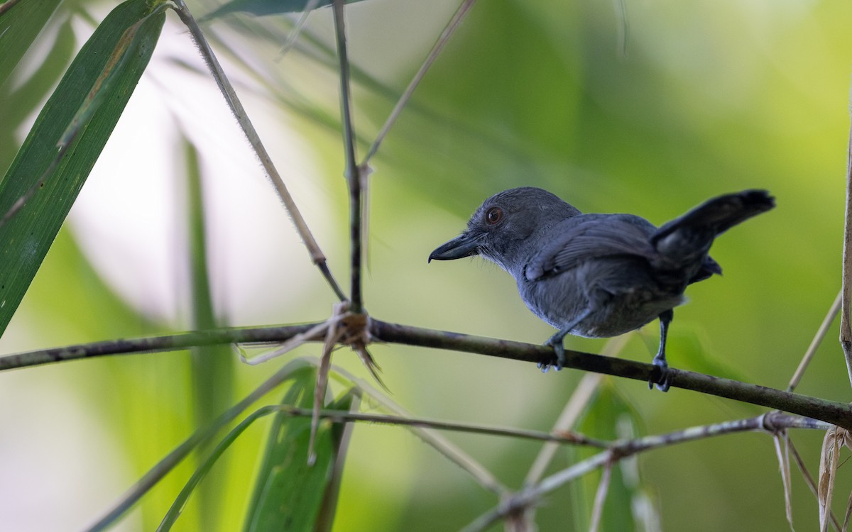 Plain-winged Antshrike - ML645929199