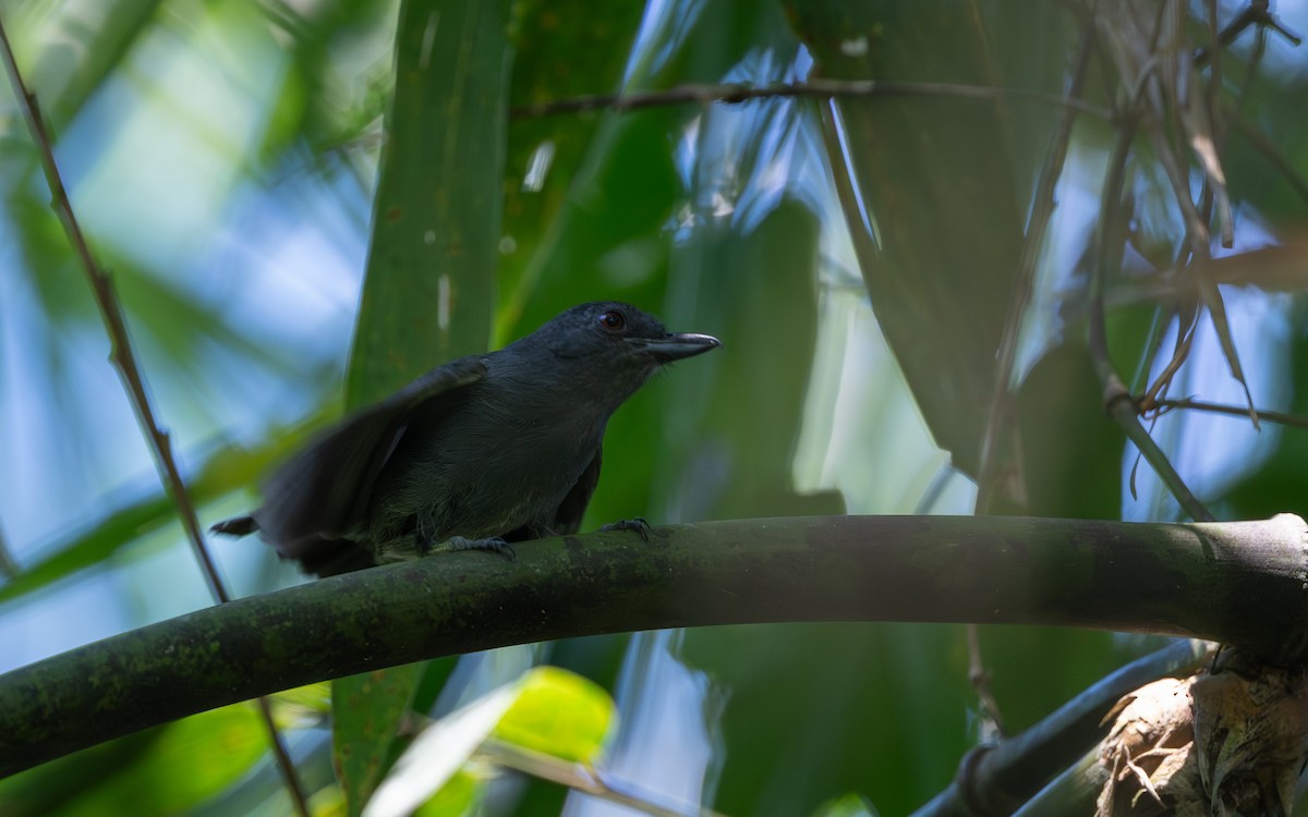 Plain-winged Antshrike - ML645929200