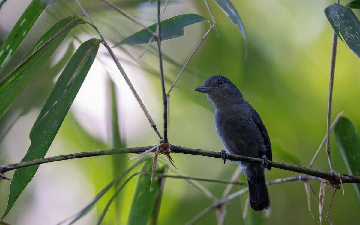 Plain-winged Antshrike - ML645929201