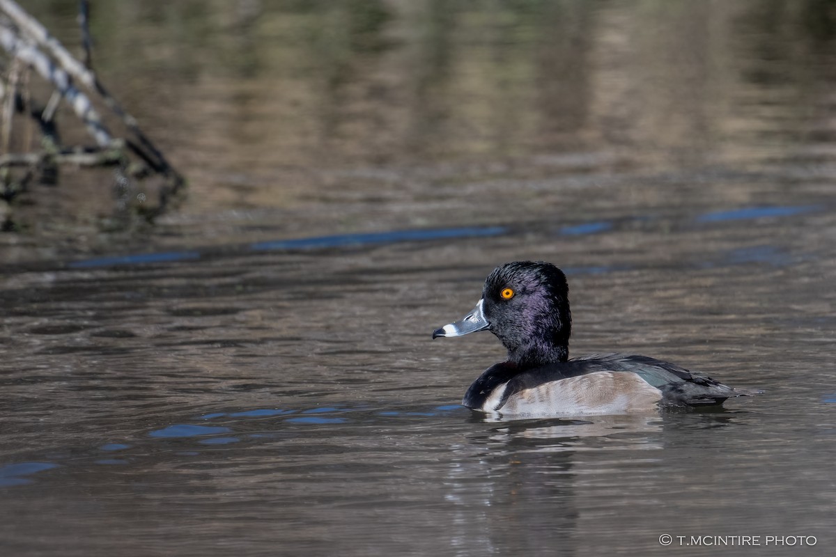 Ring-necked Duck - ML645929202