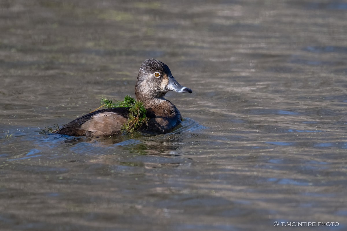 Ring-necked Duck - ML645929203