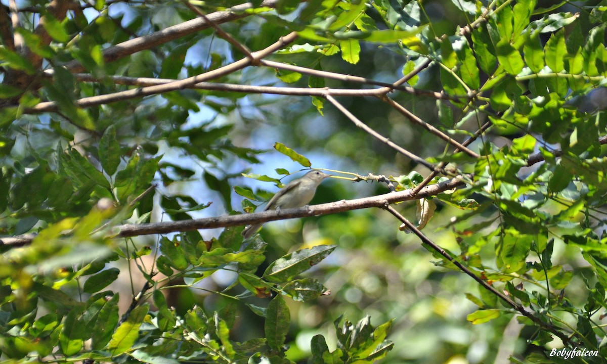 Eastern Warbling Vireo - ML645929204