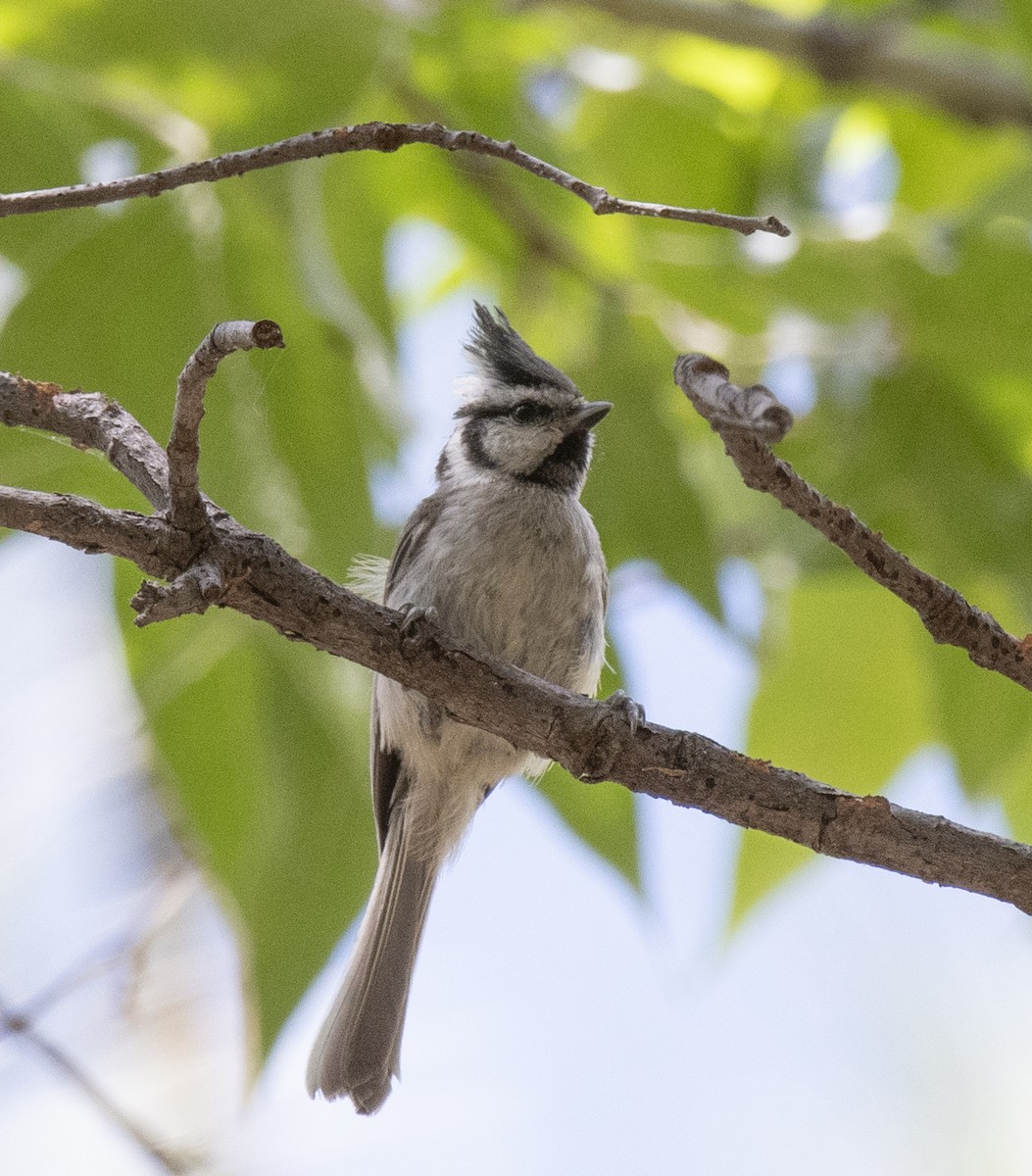 Bridled Titmouse - ML645929205