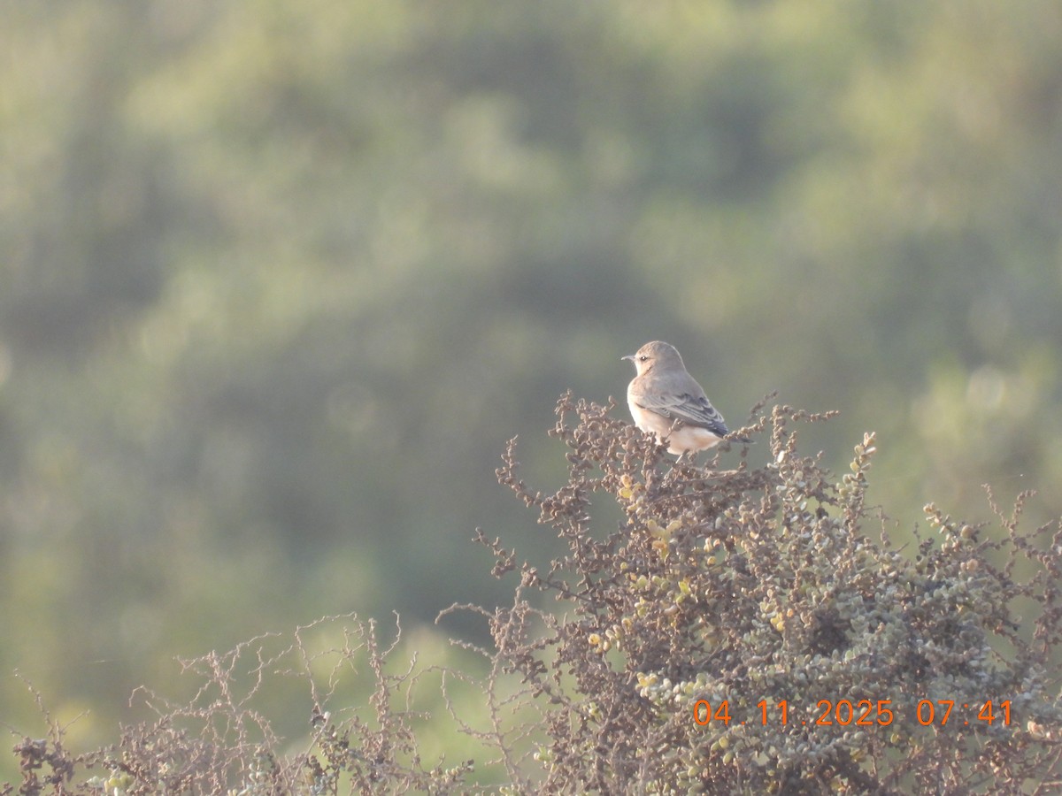 Isabelline Wheatear - ML645929209