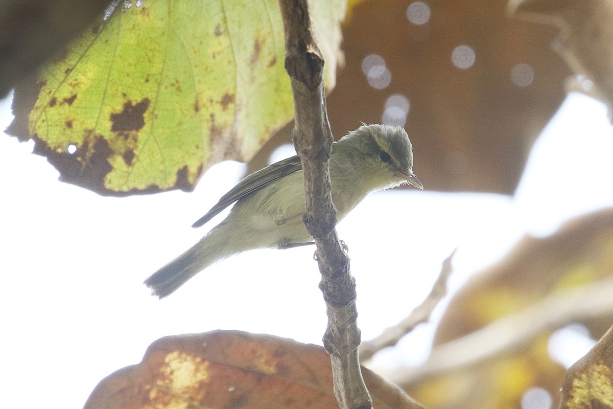 עלווית בלטית - ML645929241