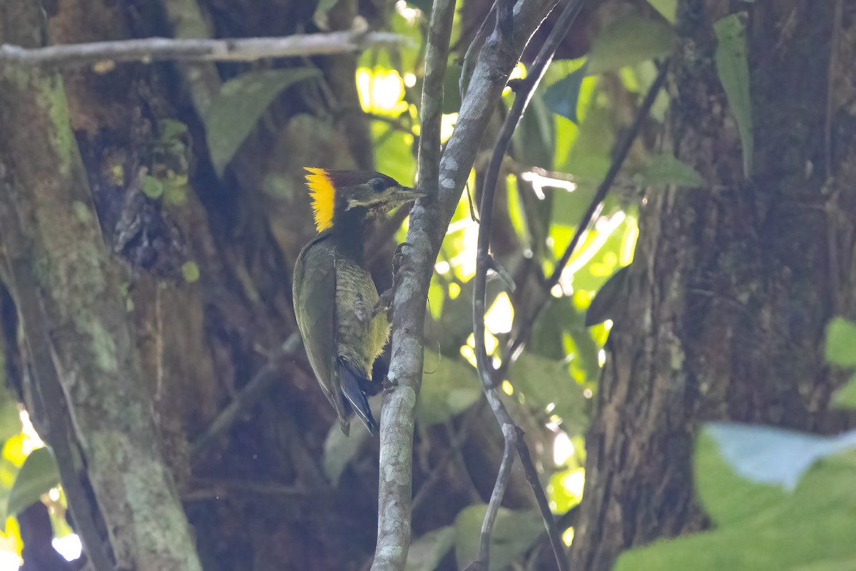 Lesser Yellownape - ML645929244