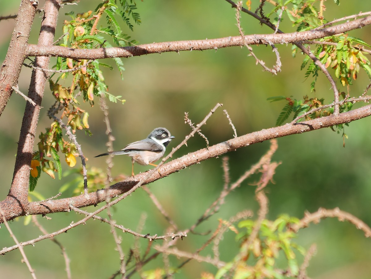 Black-throated Tit (Gray-crowned) - ML645929245